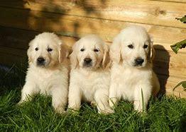 3 golden puppies